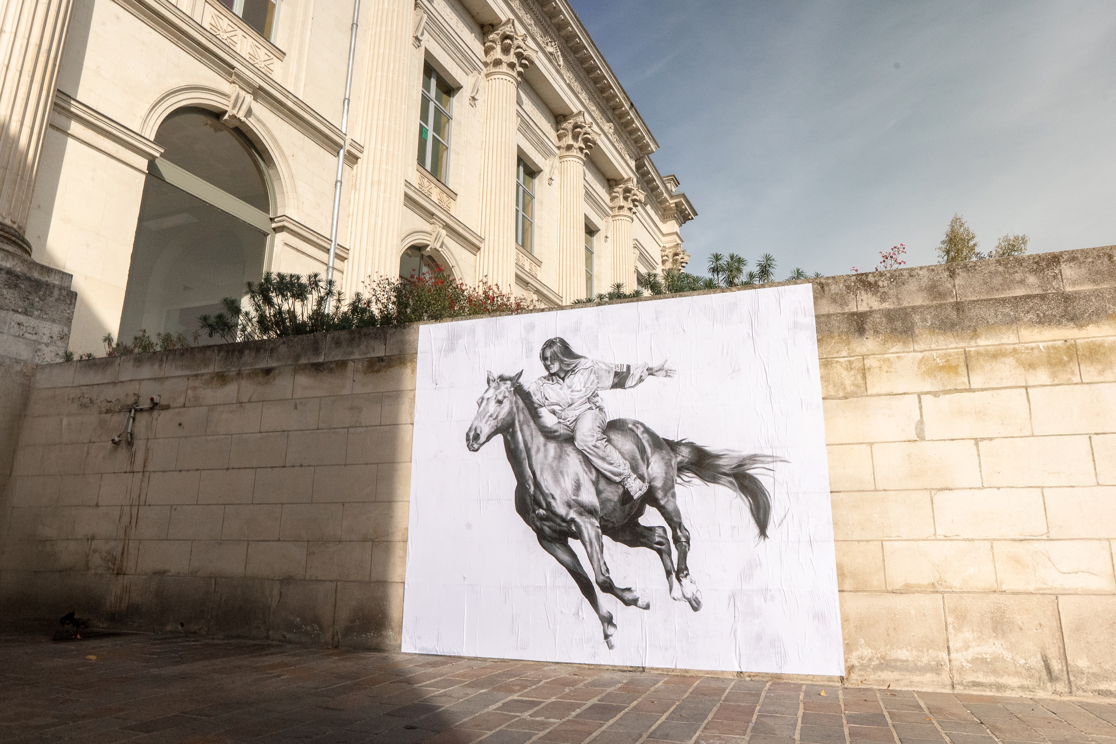 Centaures ordinaires